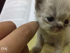 Pure persian 2 months old male kitten