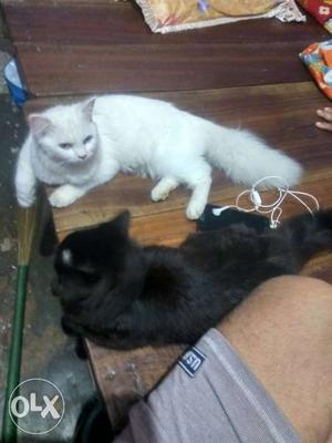 Pursian black White Cat