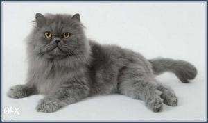 Samaria kitten shop good quality persian cats for sell in