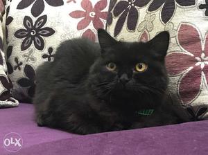 Semi punch faced pure black persian for sale 3