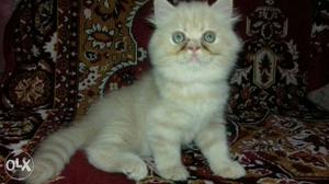 Semi punch female cat good quality and healthy