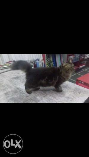 Tabby 6 month very healty and play ful