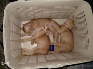 Three gingerbread kittens
