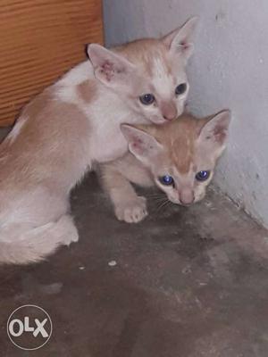 Two Orange Kittens