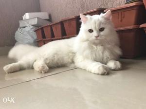 We have white Persian cat female, requires male