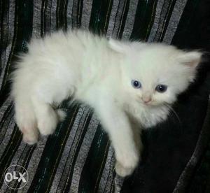 White Blue Eye Persian Kitten Available in Delhi