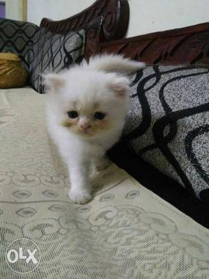 White Kitten male