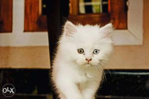 White Oddeye Persian Kitten