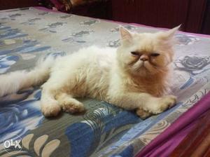 White Persian Cat