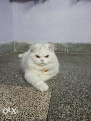 White Persian cat pair 1yr old