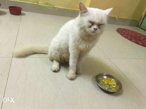 White short fur pure persian cat