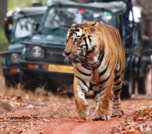 Golden Triangle Tour with Ranthambore Noida