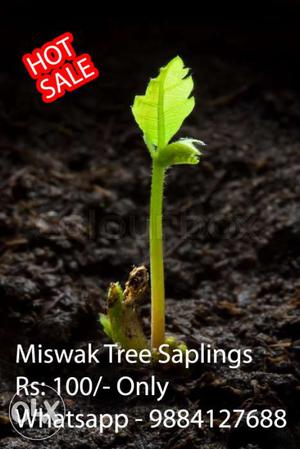 Miswak plants (tree saplings) Wonderful and precious, 1st
