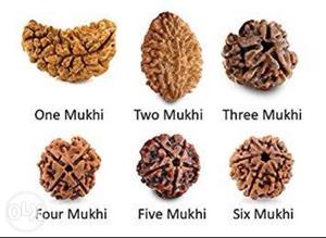 Six Mukhi In Noida