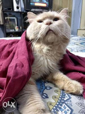 1.8 years old Persian cat only for mating not for