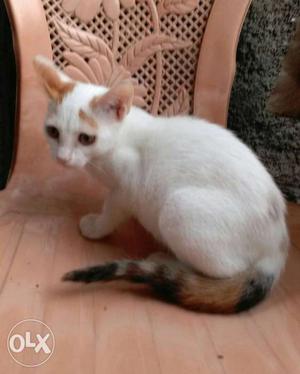 1 kitten white with golden patch