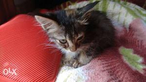 1 month old grey-white-black-brown kitten