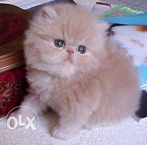 * 2 month old persian brown kitten for sale *