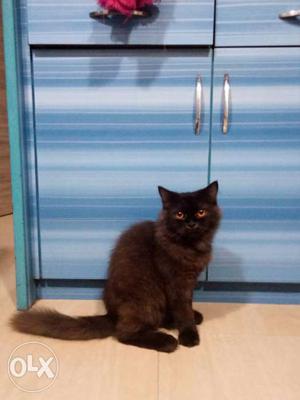 2 persian cats 1balck+browne male persian cat 10 months and