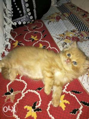 3 month male Persian kitten pure breed