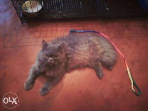 8 months male Persian cat