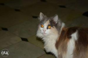 8 months old female persian cat for sale
