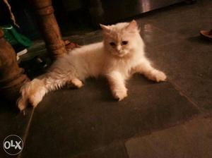 8 months old female persian cat for sale