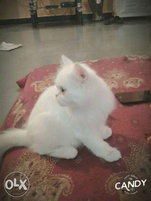 Adorable white female persian cat for sale