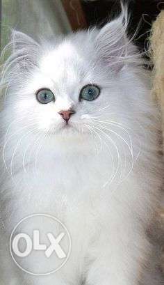 Affordable price cute persian cat kitten sale.all colors