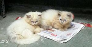 Available Persian Cat Kittens Punch Face 45 days Price for