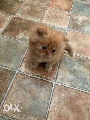 Beautiful Persian Cats Kittens For Sell Trust Cats Kennel
