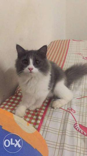 Best furry persian kitten available in your city