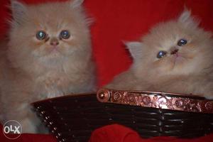 Best quality pure persian kittens hurry