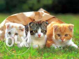 Bhopal - dayal pet center - cat for sell - call now