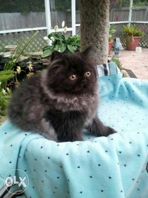 Black And Gray Long Coated Cat