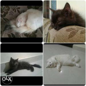 Black And White Persian Cats