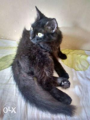Black Persian Cat 7 Months Old