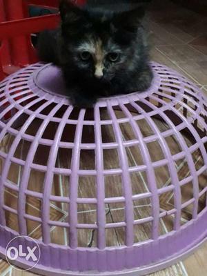 Black and orange Long Fur Kitten On Purple Dome Basket