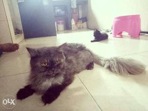 Black & grey persian cat... mother of eight very