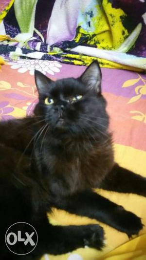 Black male cat piyor prshan 10 manth old
