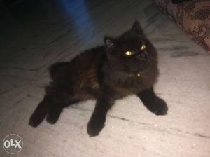 Black persian cat very healthy, playfull and