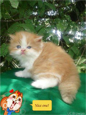 Blue eyes..golden persion kitten.. For sale in