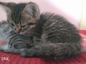 Brown Tabby Cat And Kitten