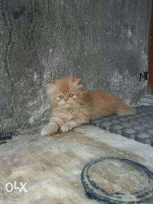 Brown color cash on delivery healthy Persian