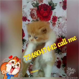 Cash on delivery very beautiful persion kitten