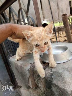 Cat for Sel 1month old female orange colour