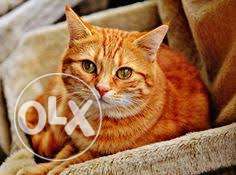 Cat for sell - low price - dayal pet center