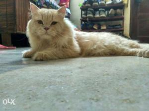 Cream Persian Cat