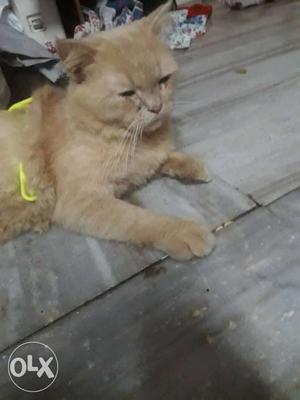 Cute Orange Persian male cat original