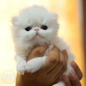 Cute long fur baby Persian cats kitten sale.all lovely